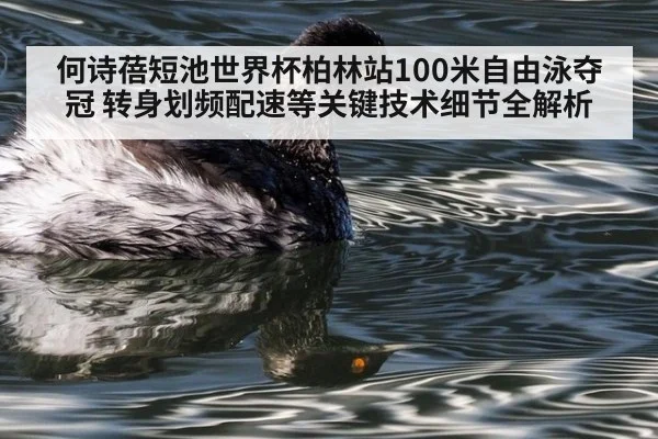 何诗蓓短池世界杯柏林站100米自由泳夺冠 转身划频配速等关键技术细节全解析